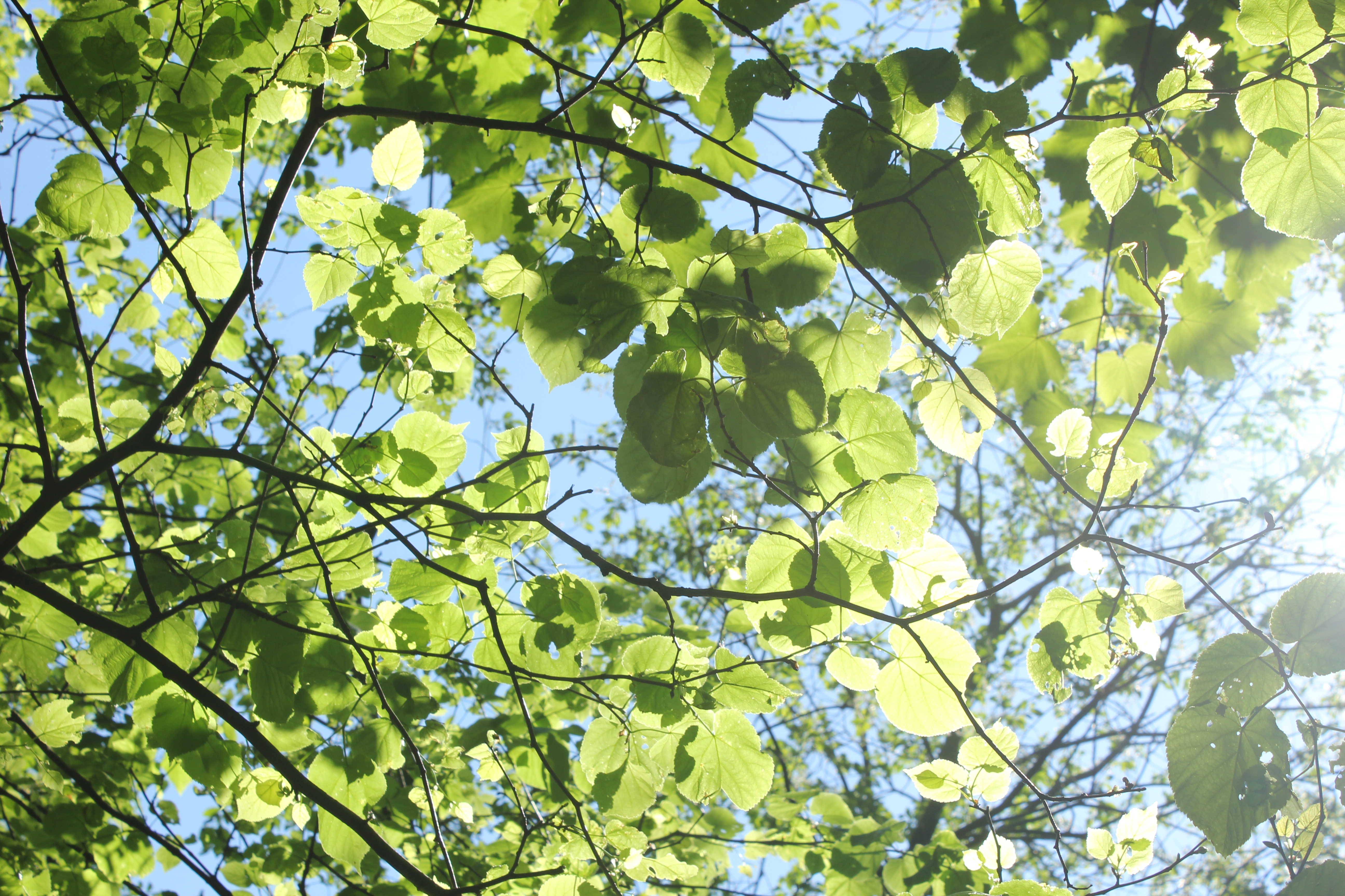 Sun shining through a canopy of green leaves against a backdrop of blue sky.